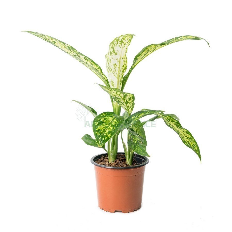 Dieffenbachia Green Magic — plante et accessoire de jardin à Marrakech