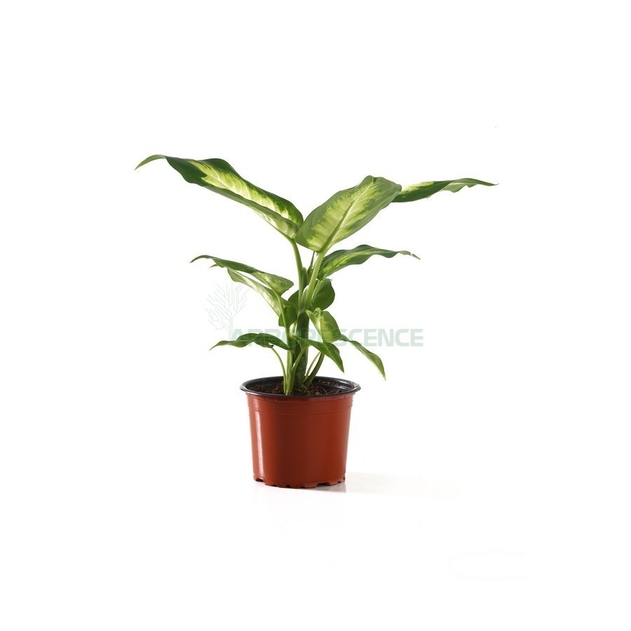 Dieffenbachia Tp — plante et accessoire de jardin à Marrakech