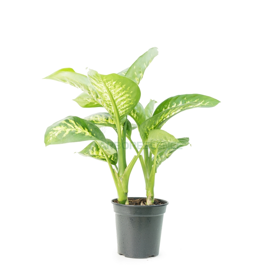 Dieffenbachia Tropic — plante et accessoire de jardin à Marrakech