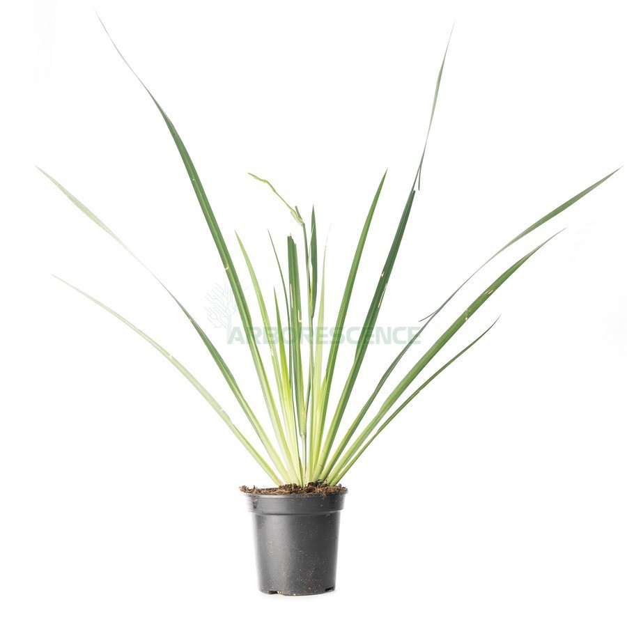 Dietes Grandiflora — plante et accessoire de jardin à Marrakech