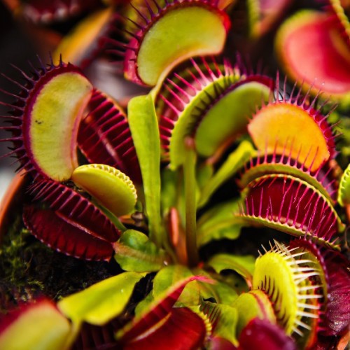 Dionaea Muscipula (Attrape Mouche) — plante et accessoire de jardin à Marrakech