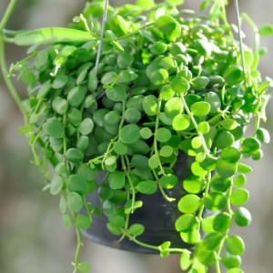 Dischidia Nummularia — plante et accessoire de jardin à Marrakech