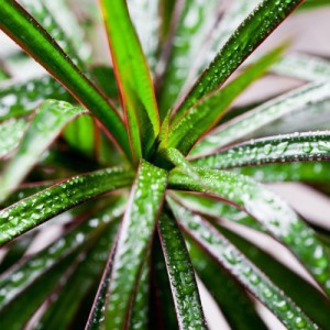 Dracaena — plante et accessoire de jardin à Marrakech