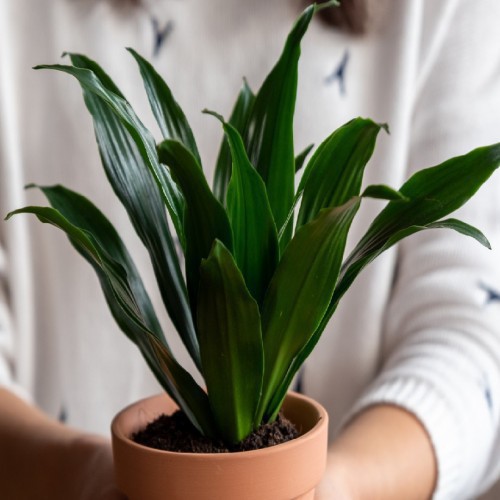 Dracaena Compacta — plante et accessoire de jardin à Marrakech