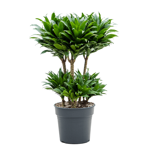 Dracaena Compacta Ramifié — plante et accessoire de jardin à Marrakech