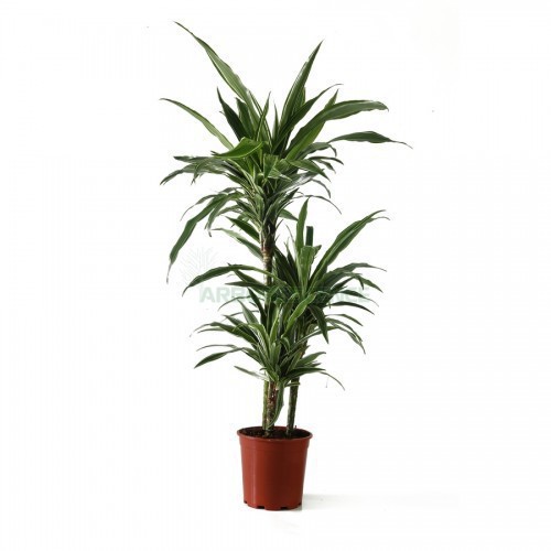 Dracaena Deremensis — plante et accessoire de jardin à Marrakech