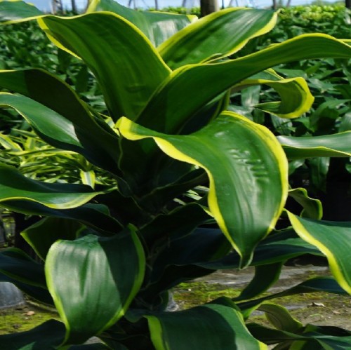 Dracaena Dorado — plante et accessoire de jardin à Marrakech