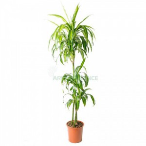 Dracaena Hawaiian Sunshine — plante et accessoire de jardin à Marrakech
