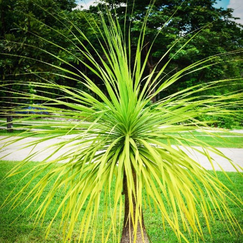 Dracaena Indivisa — plante et accessoire de jardin à Marrakech