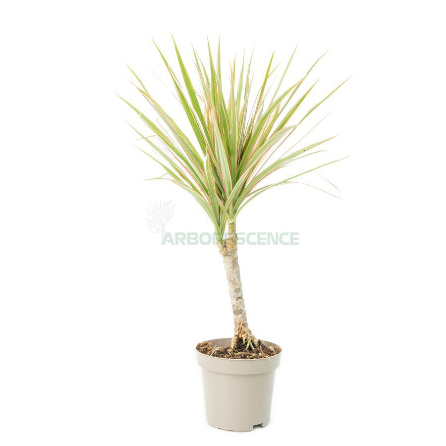 Dracaena Marginata — plante et accessoire de jardin à Marrakech