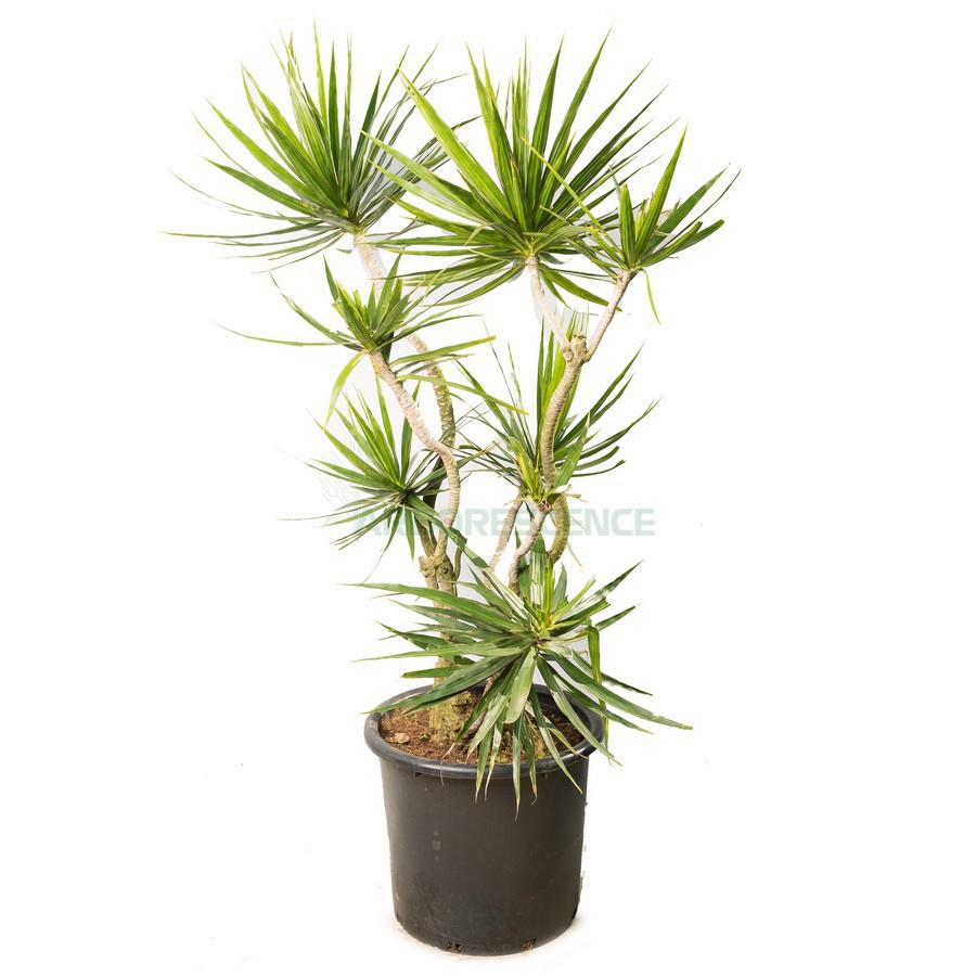 Dracaena Marginata Ramifié — plante et accessoire de jardin à Marrakech