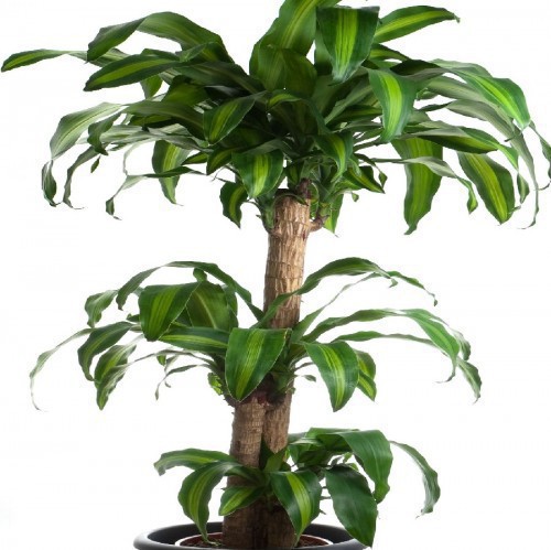 Dracaena Massangeana — plante et accessoire de jardin à Marrakech