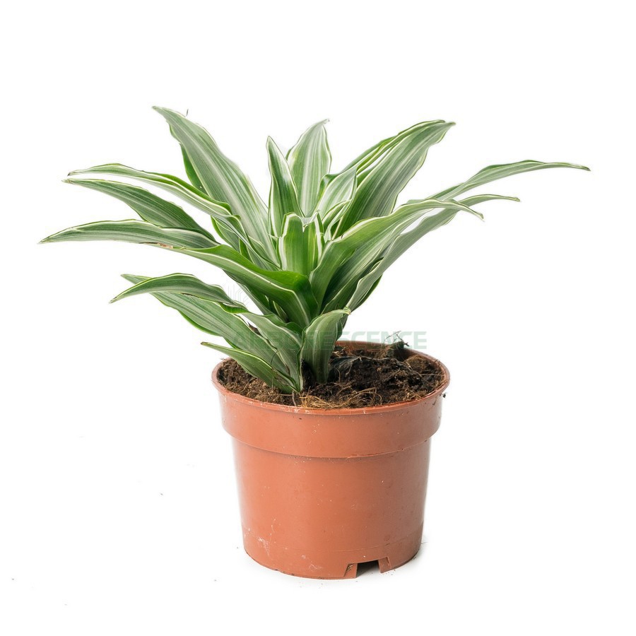 Dracaena Mixte — plante et accessoire de jardin à Marrakech
