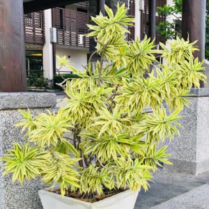 Dracaena Reflexa — plante et accessoire de jardin à Marrakech