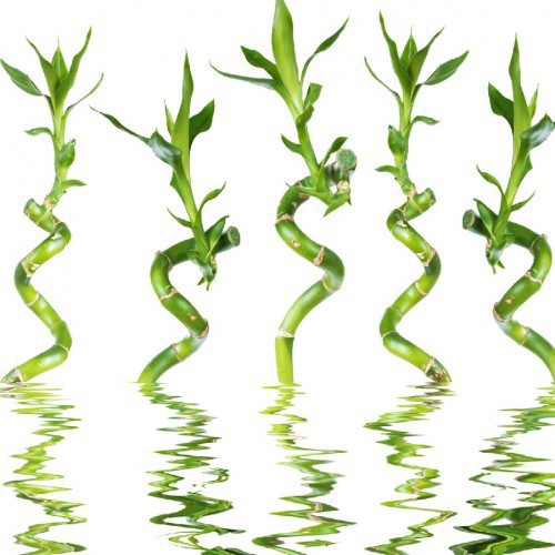 Dracaena S.Lucky Bamboo Spiraal — plante et accessoire de jardin à Marrakech
