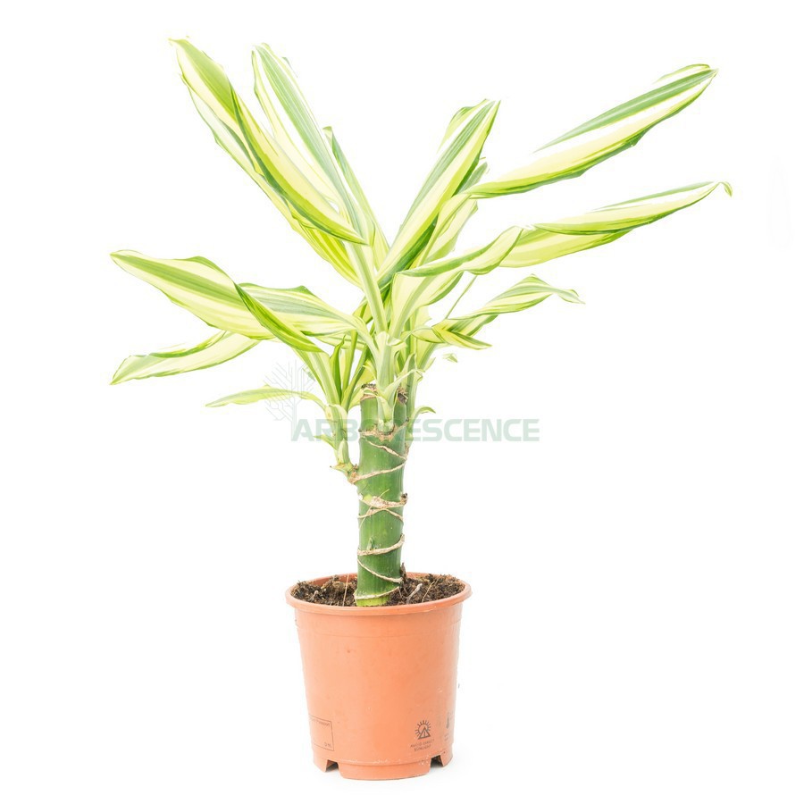 Dracaena Yellow — plante et accessoire de jardin à Marrakech