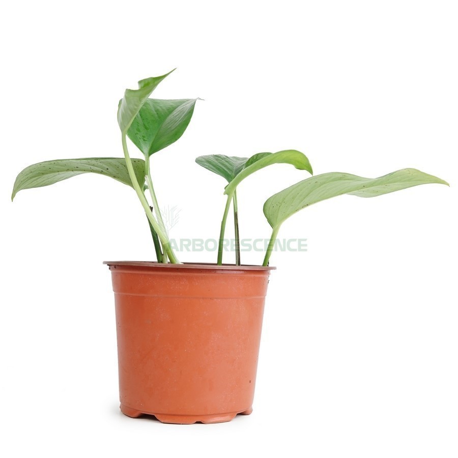 Epipremnum (Pothos) — plante et accessoire de jardin à Marrakech