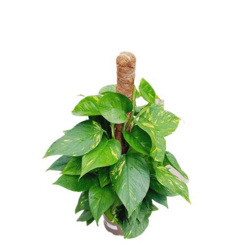 Epipremnum Mosstok Tutor (Pothos) — plante et accessoire de jardin à Marrakech