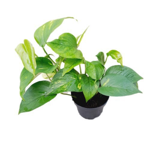 Epipremnum Pinnatum — plante et accessoire de jardin à Marrakech