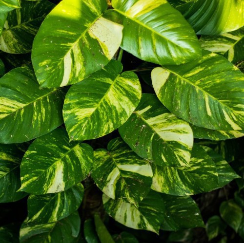 Epipremnum Pinnatum (Suspendu) — plante et accessoire de jardin à Marrakech