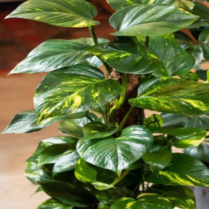 Epipremnum Tuteur (Pothos) — plante et accessoire de jardin à Marrakech
