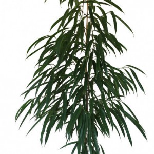 Ficus Alii — plante et accessoire de jardin à Marrakech