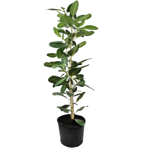 Ficus Audrey — plante et accessoire de jardin à Marrakech