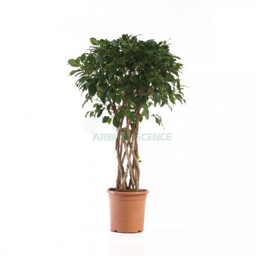 Ficus Benjamina (Tressé) — plante et accessoire de jardin à Marrakech