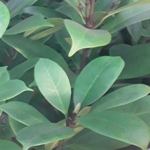 Ficus Cyathistipula — plante et accessoire de jardin à Marrakech