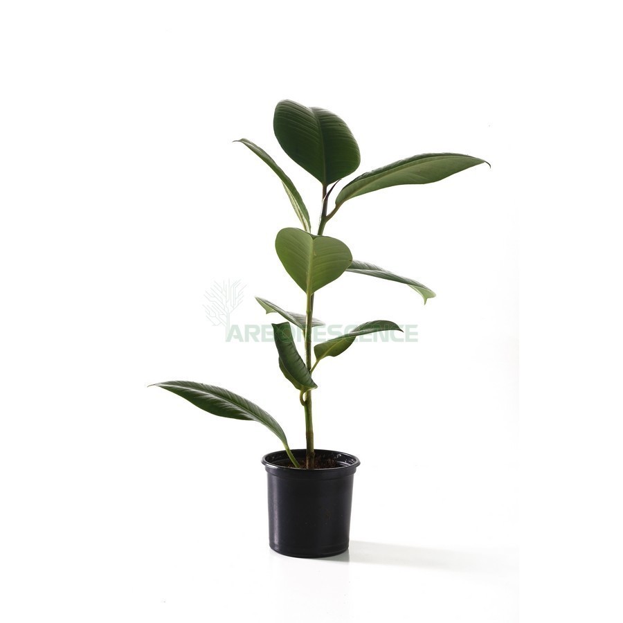 Ficus Elastica — plante et accessoire de jardin à Marrakech