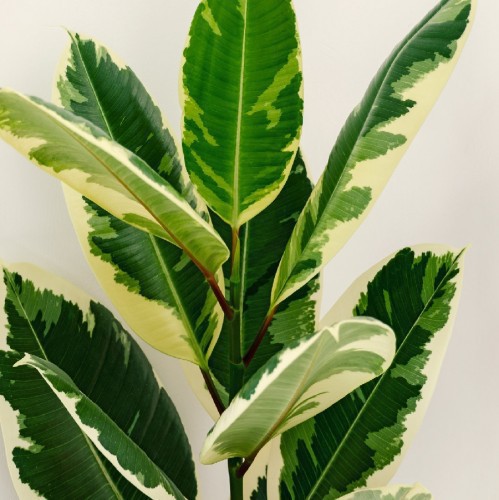 Ficus Elastica Twilight — plante et accessoire de jardin à Marrakech