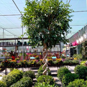 Ficus Exotica — plante et accessoire de jardin à Marrakech