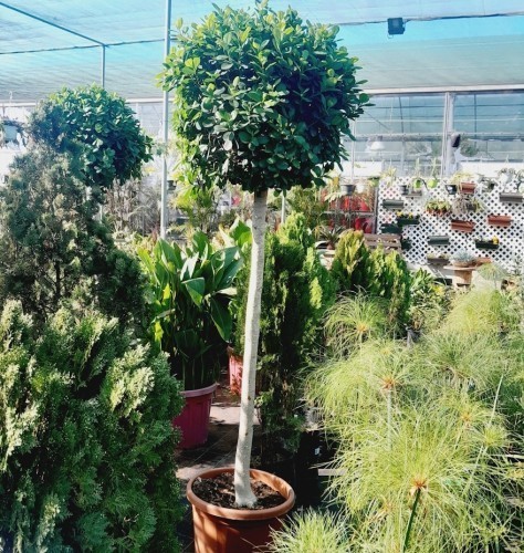 Ficus Microcarpa Moclame Stm 150Cm — plante et accessoire de jardin à Marrakech