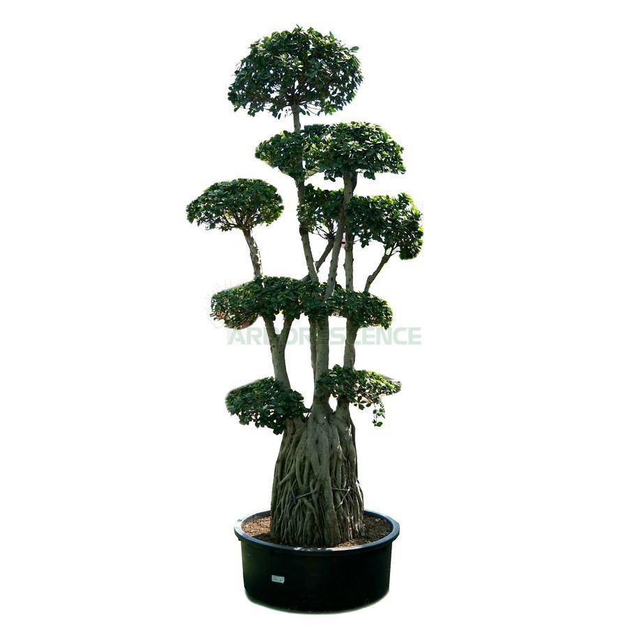 Ficus Microcarpa Multiroots — plante et accessoire de jardin à Marrakech