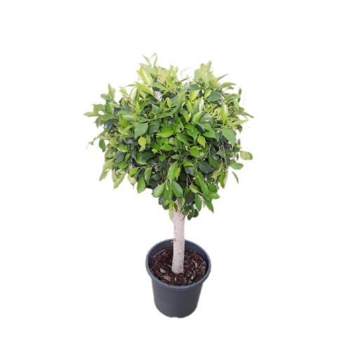 Ficus Microcarpa Nitida Sur Stam — plante et accessoire de jardin à Marrakech