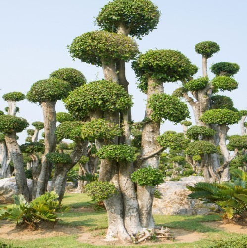 Ficus Microcarpa S-Type — plante et accessoire de jardin à Marrakech
