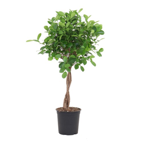 Ficus Moclame (Tressé) — plante et accessoire de jardin à Marrakech