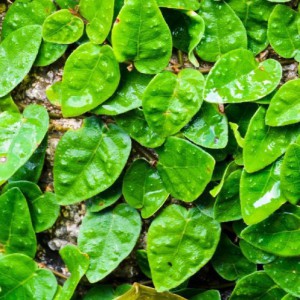 Ficus Repens — plante et accessoire de jardin à Marrakech