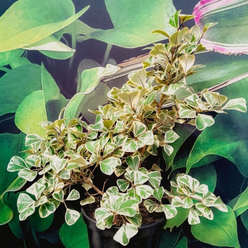 Ficus Sweetheart — plante et accessoire de jardin à Marrakech