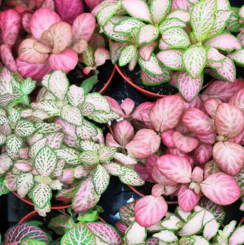 Fittonia — plante et accessoire de jardin à Marrakech