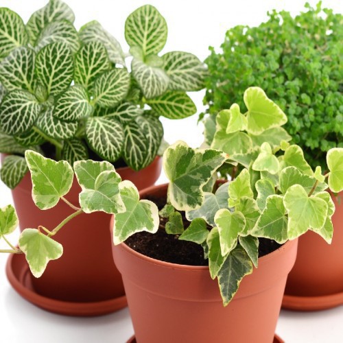 Flowall Vegetal — plante et accessoire de jardin à Marrakech