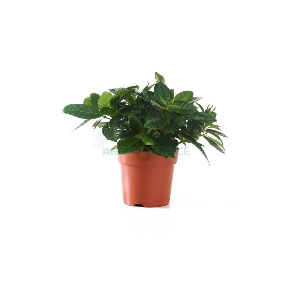 Gardenia Jasminoide — plante et accessoire de jardin à Marrakech