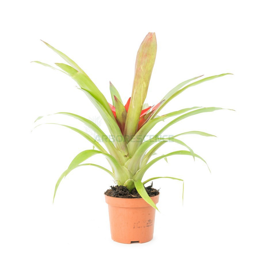 Guzmania — plante et accessoire de jardin à Marrakech