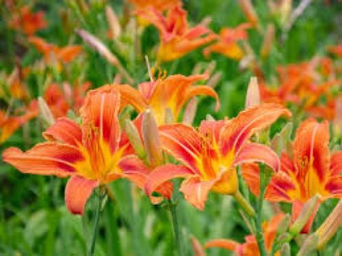 Hemerocallis — plante et accessoire de jardin à Marrakech