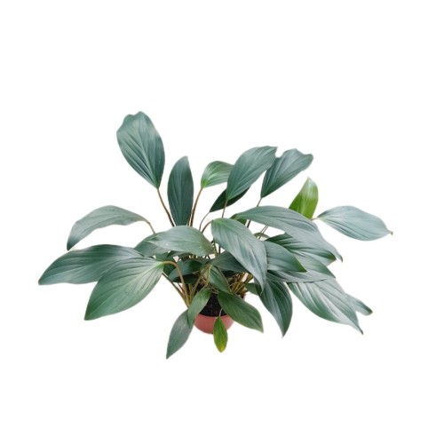 Homalomena Rubescens — plante et accessoire de jardin à Marrakech