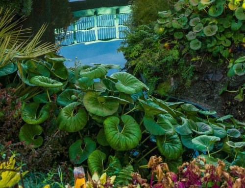 Ligularia — plante et accessoire de jardin à Marrakech
