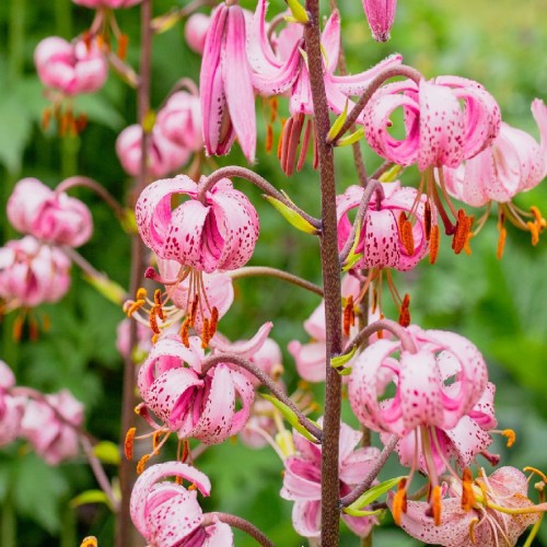 Lilium Martagon — plante et accessoire de jardin à Marrakech