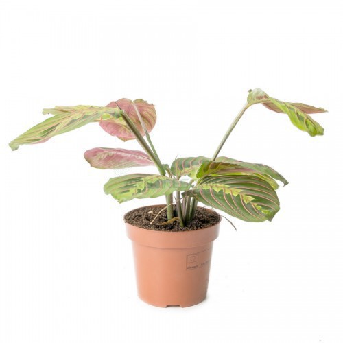Maranta Fascinator — plante et accessoire de jardin à Marrakech