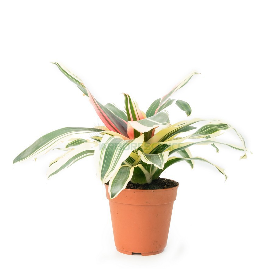 Neoregelia — plante et accessoire de jardin à Marrakech