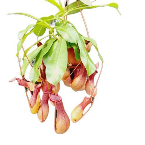 Nepenthes Alata (Plante Carnivore) — plante et accessoire de jardin à Marrakech